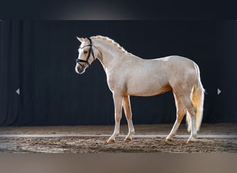 Deutsches Reitpony, Hengst, 2 Jahre, Palomino