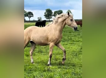 Deutsches Reitpony, Hengst, 2 Jahre, Palomino
