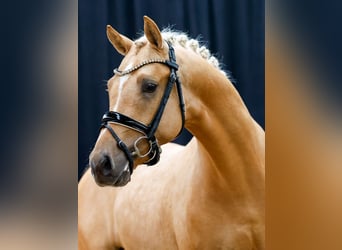 Deutsches Reitpony, Hengst, 2 Jahre, Palomino