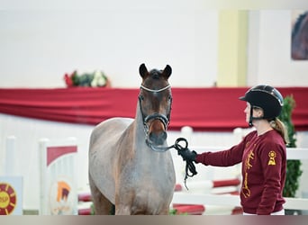 Deutsches Reitpony, Hengst, 2 Jahre, Roan-Bay