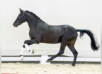 Deutsches Reitpony, Hengst, 2 Jahre, Schwarzbrauner