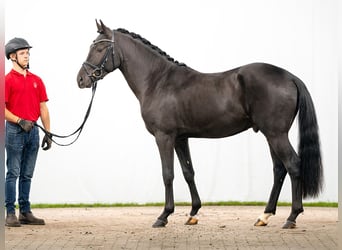 Deutsches Reitpony, Hengst, 2 Jahre, Schwarzbrauner