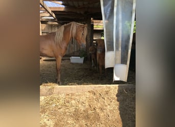 Deutsches Reitpony, Hengst, 3 Jahre, 134 cm, Fuchs
