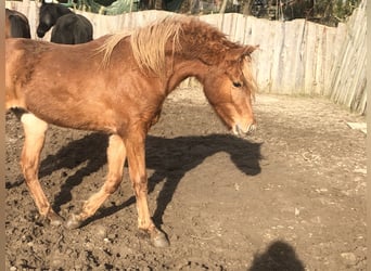 Deutsches Reitpony, Hengst, 3 Jahre, 134 cm, Fuchs