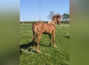 Deutsches Reitpony, Hengst, 3 Jahre, 134 cm, Fuchs