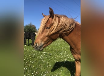 Deutsches Reitpony, Hengst, 3 Jahre, 134 cm, Fuchs