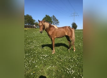 Deutsches Reitpony, Hengst, 3 Jahre, 134 cm, Fuchs