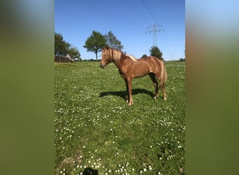 Deutsches Reitpony, Hengst, 3 Jahre, 134 cm, Fuchs