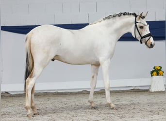 Deutsches Reitpony, Hengst, 3 Jahre, 137 cm, Schecke