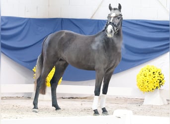 Deutsches Reitpony, Hengst, 3 Jahre, 137 cm, Schimmel