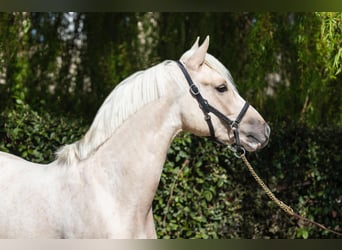 Deutsches Reitpony, Hengst, 3 Jahre, 140 cm, Dunalino