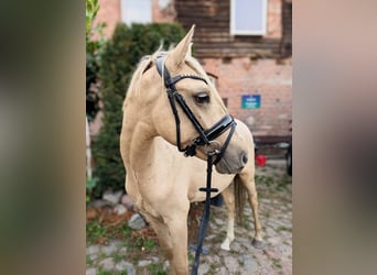 Deutsches Reitpony, Hengst, 3 Jahre, 140 cm, Palomino