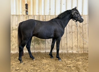 Deutsches Reitpony, Hengst, 3 Jahre, 140 cm, Schimmel