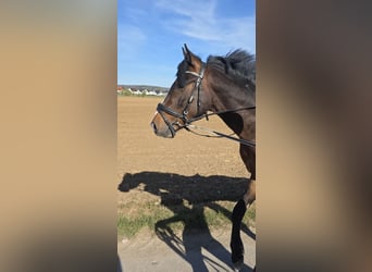 Deutsches Reitpony, Hengst, 3 Jahre, 142 cm, Brauner
