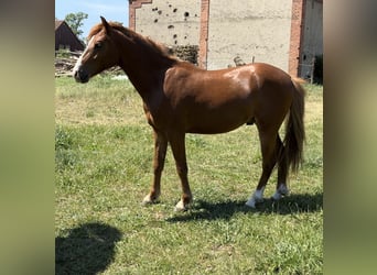 Deutsches Reitpony, Hengst, 3 Jahre, 142 cm, Fuchs