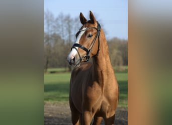 Deutsches Reitpony, Hengst, 3 Jahre, 143 cm, Dunkelfuchs