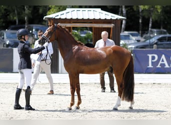 Deutsches Reitpony, Hengst, 3 Jahre, 143 cm, Fuchs