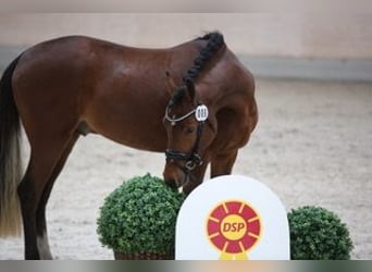 Deutsches Reitpony, Hengst, 3 Jahre, 144 cm, Brauner