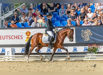 Deutsches Reitpony, Hengst, 3 Jahre, 144 cm, Brauner