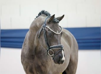 Deutsches Reitpony, Hengst, 3 Jahre, 144 cm, Falbe