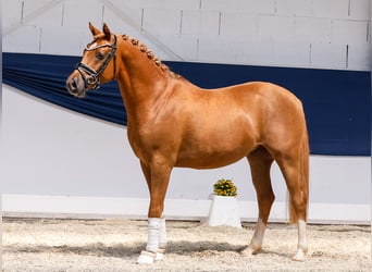 Deutsches Reitpony, Hengst, 3 Jahre, 144 cm, Fuchs
