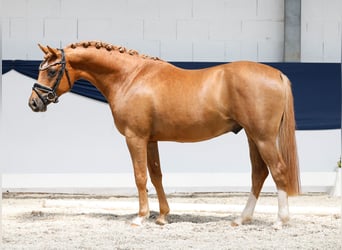 Deutsches Reitpony, Hengst, 3 Jahre, 144 cm, Fuchs