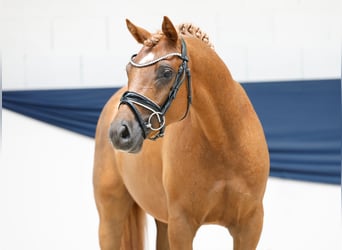 Deutsches Reitpony, Hengst, 3 Jahre, 144 cm, Fuchs