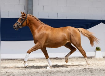 Deutsches Reitpony, Hengst, 3 Jahre, 144 cm, Fuchs
