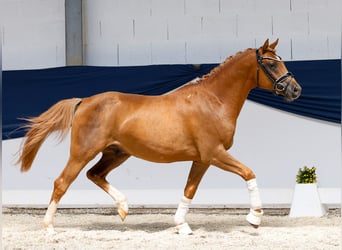 Deutsches Reitpony, Hengst, 3 Jahre, 144 cm, Fuchs