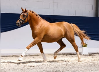 Deutsches Reitpony, Hengst, 3 Jahre, 144 cm, Fuchs