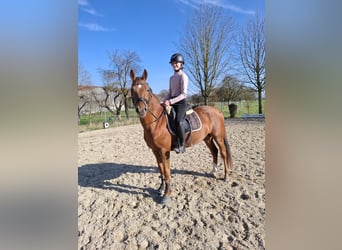 Deutsches Reitpony, Hengst, 3 Jahre, 144 cm, Fuchs