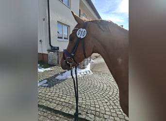 Deutsches Reitpony, Hengst, 3 Jahre, 144 cm, Fuchs