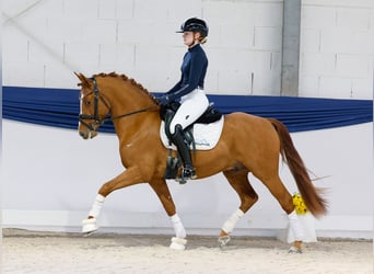 Deutsches Reitpony, Hengst, 3 Jahre, 144 cm, Fuchs