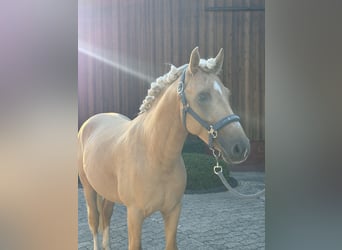 Deutsches Reitpony, Hengst, 3 Jahre, 144 cm, Palomino