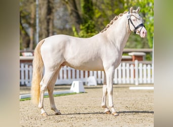 Deutsches Reitpony, Hengst, 3 Jahre, 144 cm, Perlino