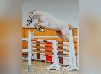 Deutsches Reitpony, Hengst, 3 Jahre, 144 cm, Perlino
