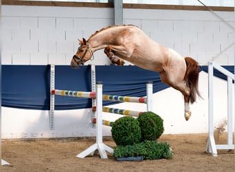 Deutsches Reitpony, Hengst, 3 Jahre, 144 cm, Rotschimmel