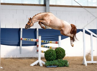 Deutsches Reitpony, Hengst, 3 Jahre, 144 cm, Rotschimmel