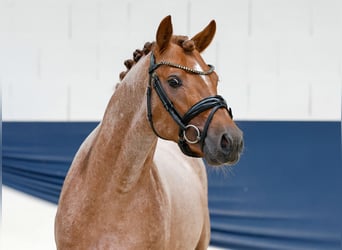 Deutsches Reitpony, Hengst, 3 Jahre, 144 cm, Rotschimmel