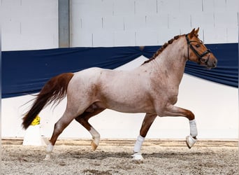 Deutsches Reitpony, Hengst, 3 Jahre, 144 cm, Rotschimmel