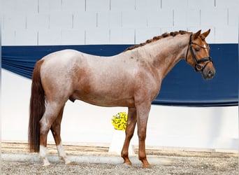 Deutsches Reitpony, Hengst, 3 Jahre, 144 cm, Rotschimmel