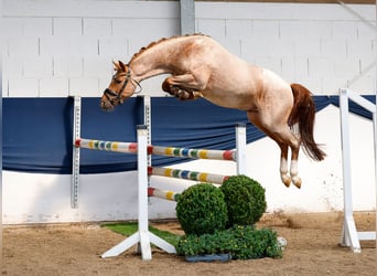 Deutsches Reitpony, Hengst, 3 Jahre, 144 cm, Rotschimmel