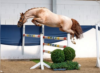 Deutsches Reitpony, Hengst, 3 Jahre, 144 cm, Rotschimmel