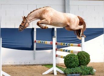 Deutsches Reitpony, Hengst, 3 Jahre, 144 cm, Rotschimmel