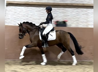 Deutsches Reitpony, Hengst, 3 Jahre, 145 cm, Brauner