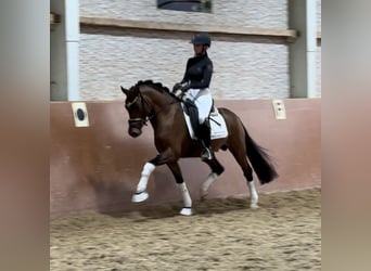 Deutsches Reitpony, Hengst, 3 Jahre, 145 cm, Brauner