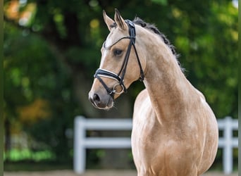 Deutsches Reitpony, Hengst, 3 Jahre, 145 cm, Buckskin
