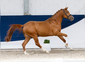 Deutsches Reitpony, Hengst, 3 Jahre, 145 cm, Dunkelfuchs