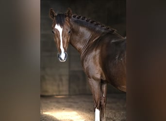 Deutsches Reitpony, Hengst, 3 Jahre, 145 cm, Dunkelfuchs