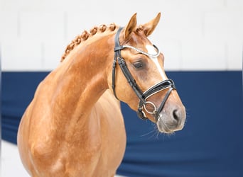 Deutsches Reitpony, Hengst, 3 Jahre, 145 cm, Fuchs